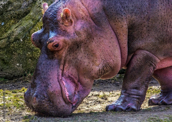 Obraz Hippo