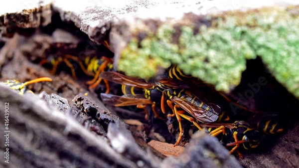 Obraz Yellowjackets wasps nest on rooftop
