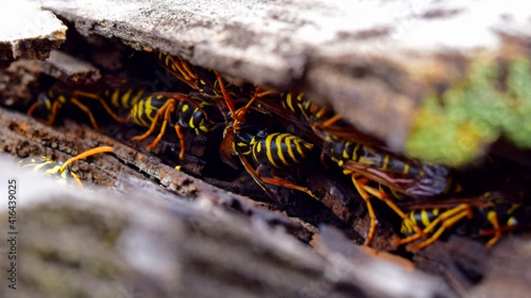 Obraz Yellowjackets wasps nest on rooftop