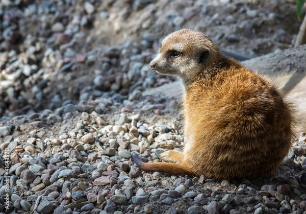 Obraz Wild Meerkat