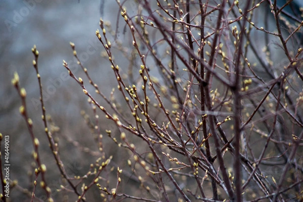 Obraz Spring. Swollen green buds on the bare branches of trees