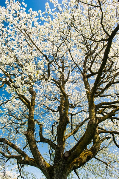 Fototapeta Blossoming tree crown