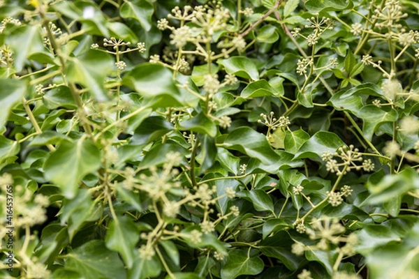 Obraz ground covered with ivy in bloom, background or texture