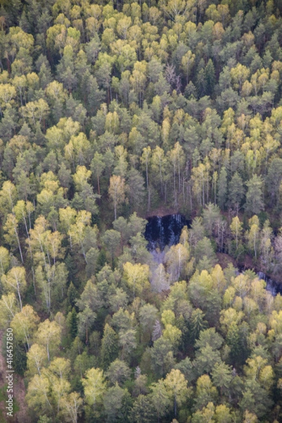 Obraz autumn in the forest