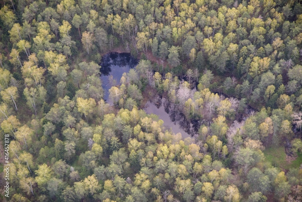 Obraz forest in autumn