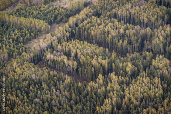 Obraz snow in the forest