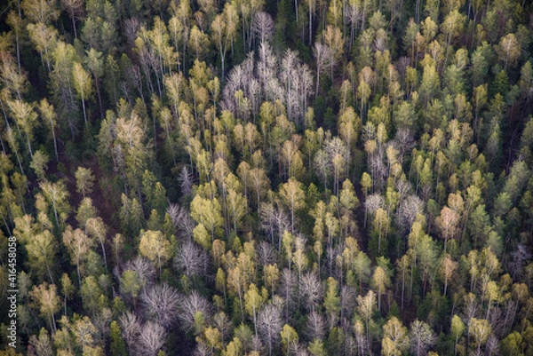 Obraz forest in the mountains