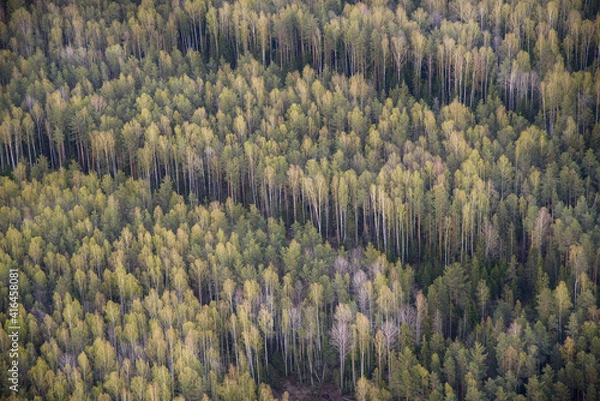 Obraz landscape with trees
