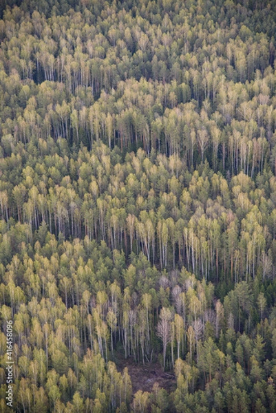 Obraz forest in autumn