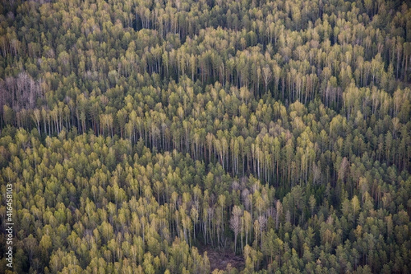 Obraz forest in autumn