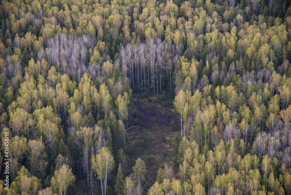 Obraz autumn forest landscape