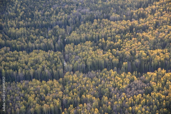 Obraz landscape with trees