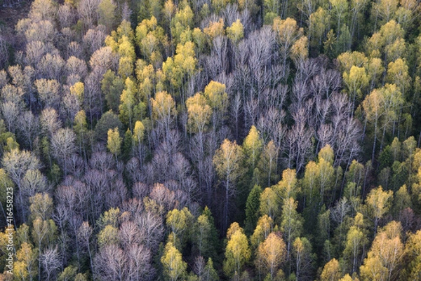 Obraz lavender field region