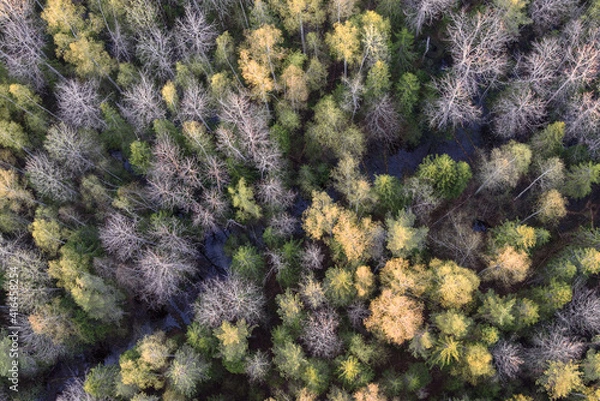 Obraz purple and green moss