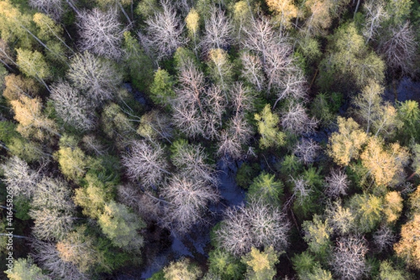 Obraz purple and green