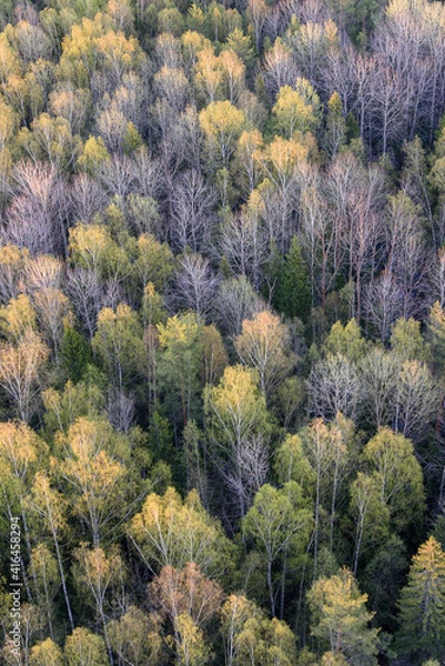Obraz autumn in the forest