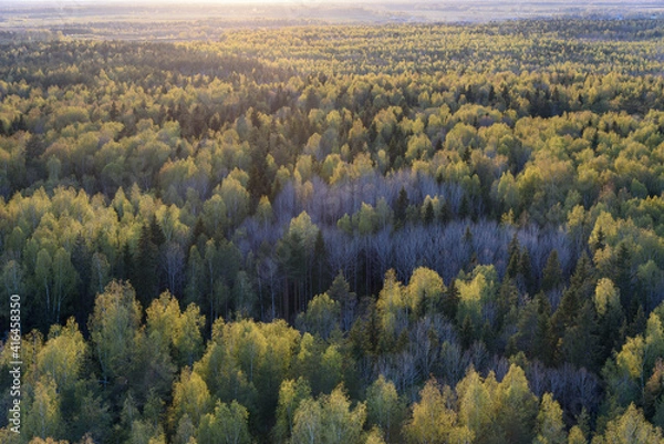 Obraz landscape with fog