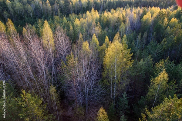 Obraz autumn in the forest