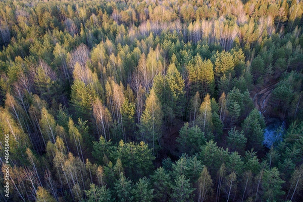 Obraz autumn forest landscape