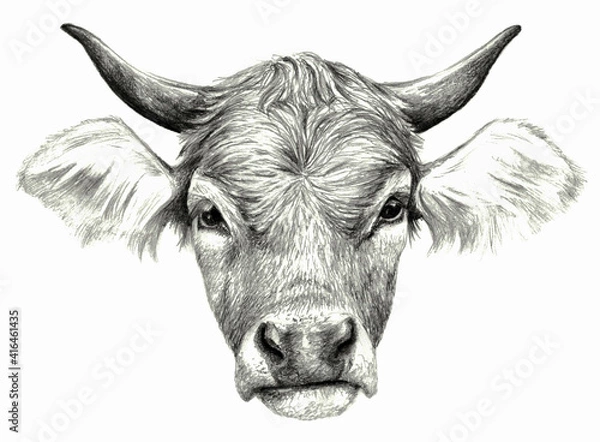 Fototapeta Cow head isolated on white background. Pencil drawing