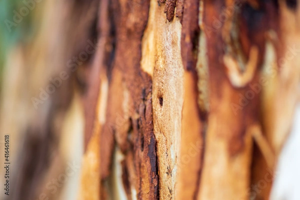 Obraz close up of eucalyptus tree bark. texture