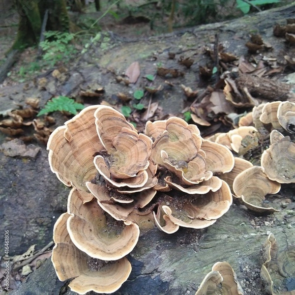 Fototapeta BERASTAGI, SIKULIKAP, NORTH SUMATERA - FEBRUARY, 14, 2021: this is a poisonous forest mushroom, which grows on logs with humid temperatures, INDONESIA.