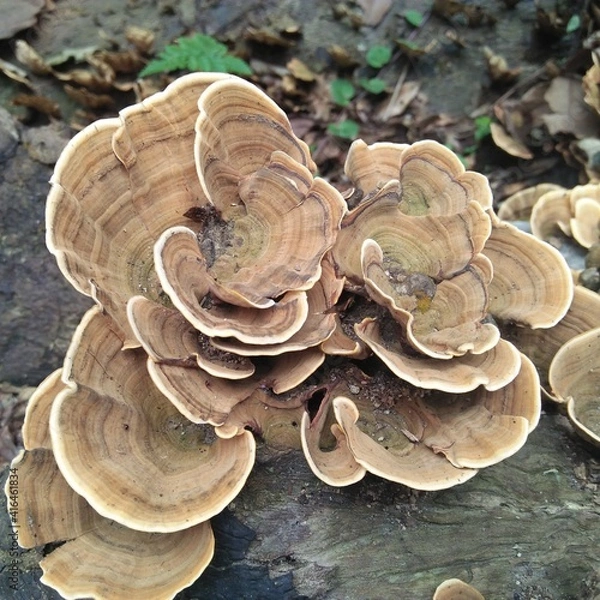 Fototapeta BERASTAGI, SIKULIKAP, NORTH SUMATERA - FEBRUARY, 14, 2021: this is a poisonous forest mushroom, which grows on logs with humid temperatures, INDONESIA.