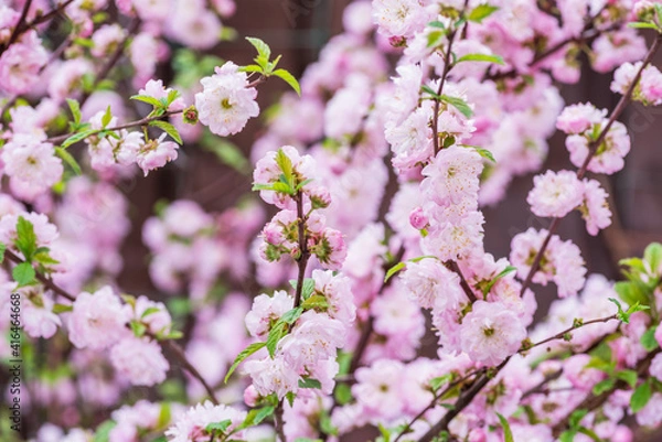 Fototapeta Flowering almond branches in blossom. Spring background.