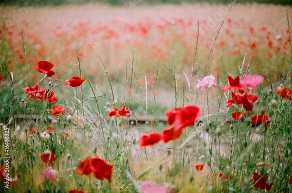 Obraz Red poppy flowers