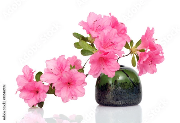 Obraz Pink Azalea on White