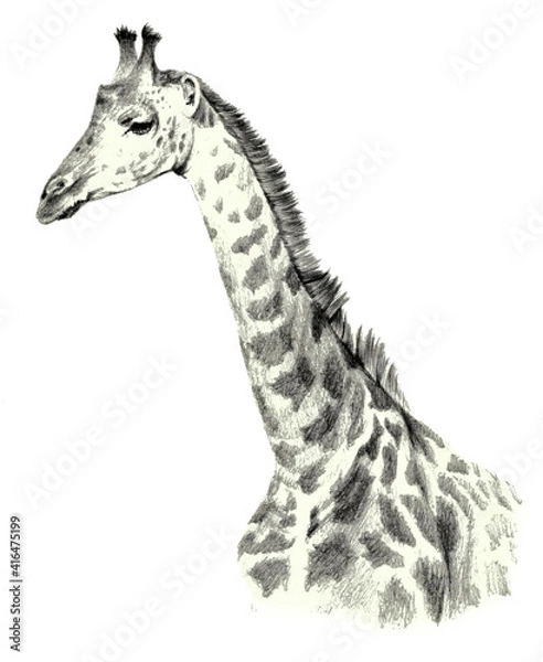 Fototapeta Drawing portrait of a giraffe portrait on a white background