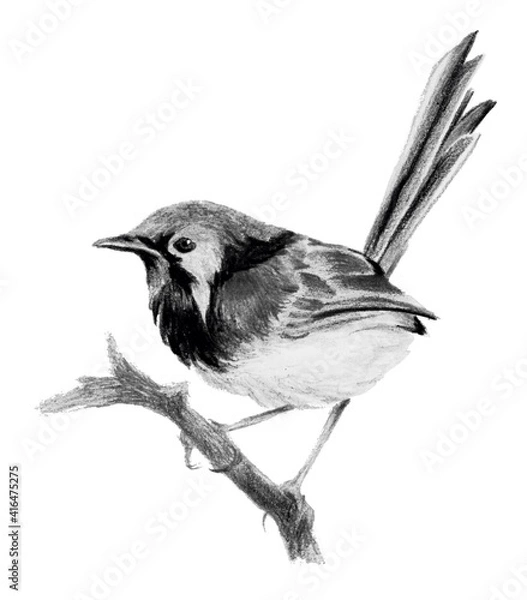 Fototapeta Lovely fairy wren (malyur) sitting on a branch. Pencil drawing, isolated on white background