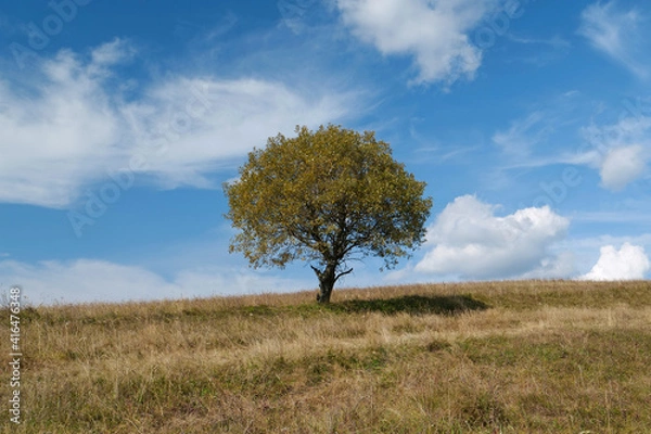 Fototapeta Lonely autumn yellow tree at grassland and white clouds
