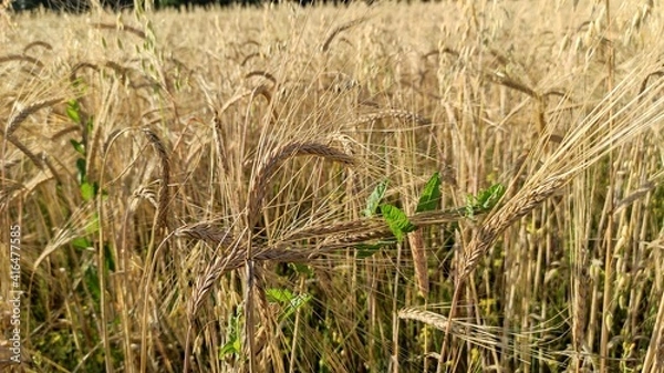 Fototapeta wheat field ears of wheat