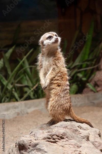 Fototapeta meerkat stands on a rock and looks up to the right