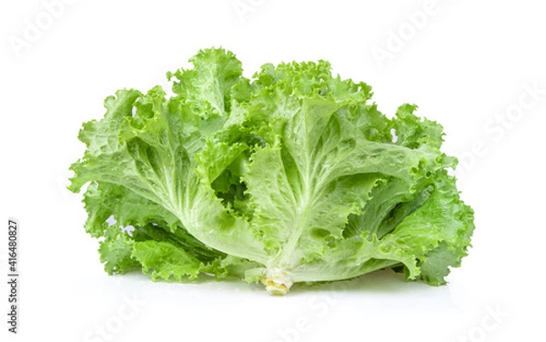 Fototapeta fresh green lettuce salad leaves on white background