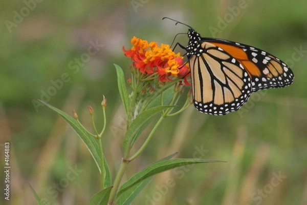 Obraz Monarch butterfly 6