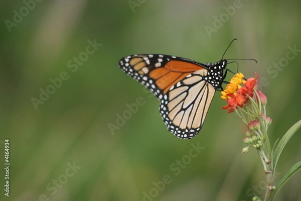 Fototapeta Monarch butterfly 3
