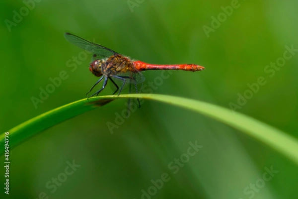 Fototapeta Libellule posée sur une branche verte dans la nature
