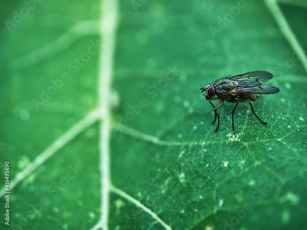 Obraz Housefly on Leaf