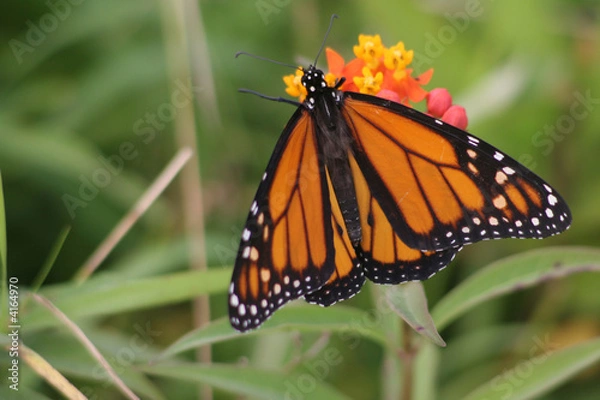 Obraz Monarch butterfly 2