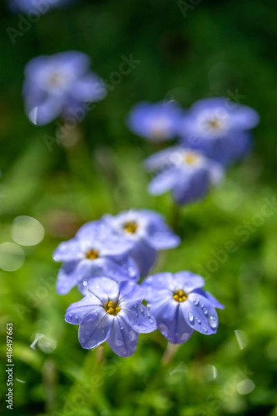 Obraz ハナニラの花　春のイメージ