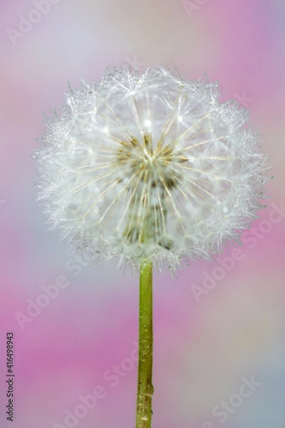 Fototapeta タンポポの綿毛