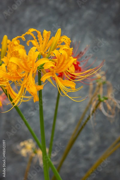 Fototapeta 彼岸花　秋のイメージ