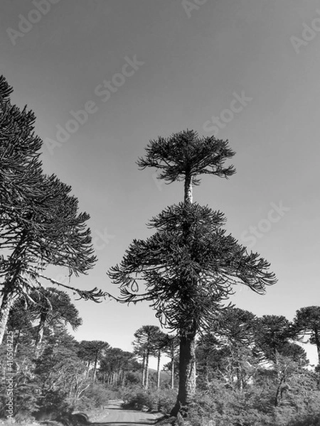 Fototapeta tree in snow