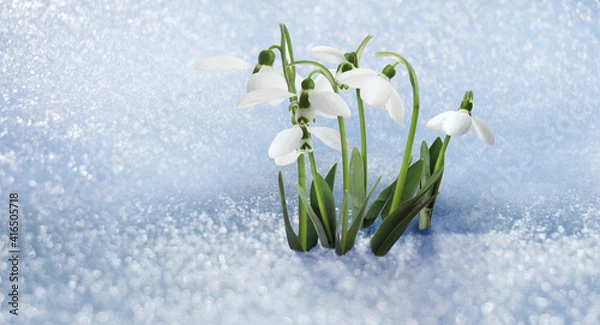 Fototapeta Beautiful tender spring snowdrops growing through snow, space for text. Banner design