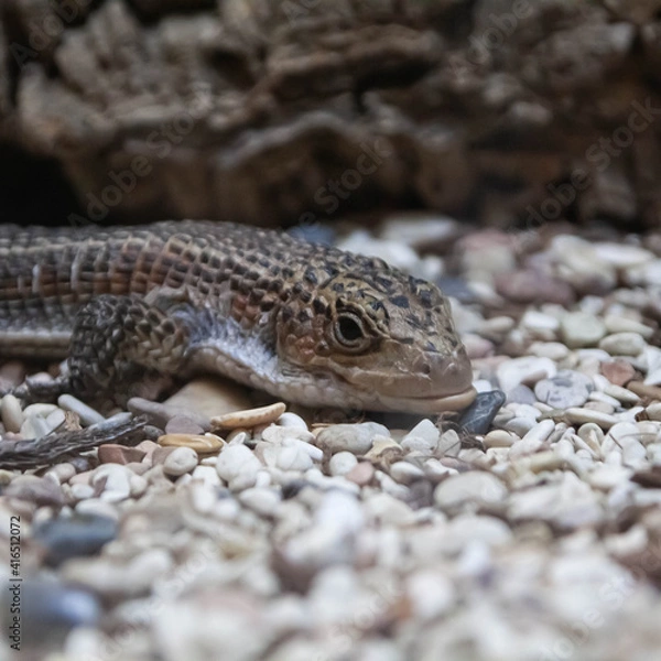 Fototapeta lizard close-up on white rocks