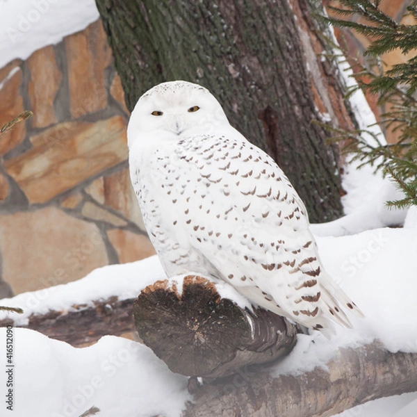 Fototapeta a white owl sits on a tree in winter