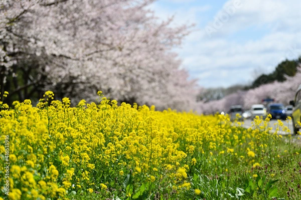 Fototapeta 菜の花ロード　大潟村