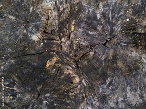 Obraz tree background